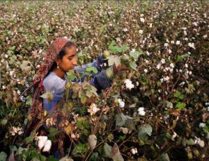 Pakistani Women Picking Cotton from cotton field