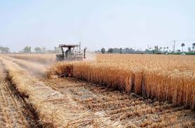 Wheat harvesting