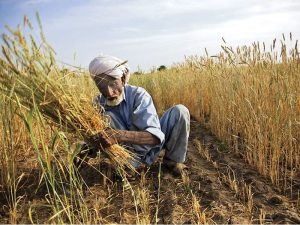 Wheat crop. Farmers are offered model-plots for wheat crop
