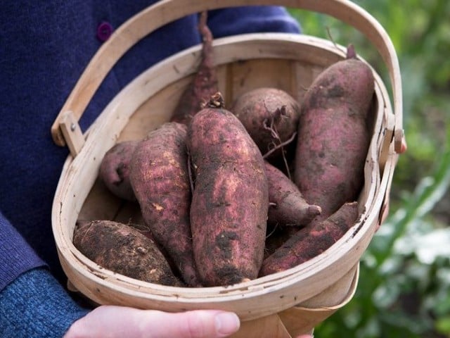 Sweet Potato benefits
