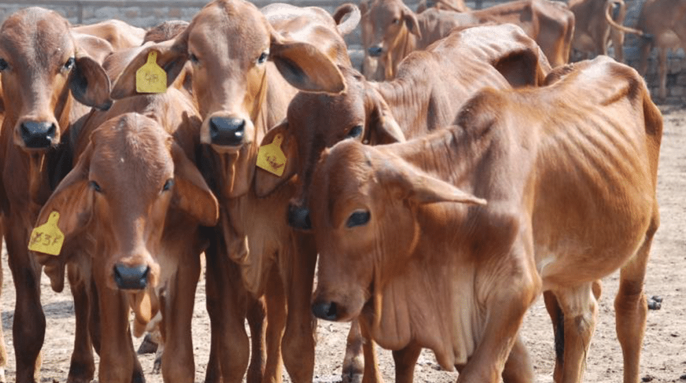 Ban Imposed In Punjab on slaughter of Female Animals
