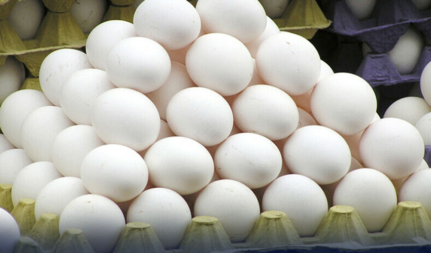 Price of Eggs are touching the skies in winter season